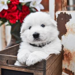 Border Collie, Bordoodle, and Maremma Sheepdog Puppies from 2J 2K Border Collies
