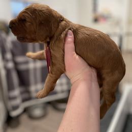 Maroon - Red female Irish Doodle puppy in Surprise, Arizona from Huckleberry Doodles