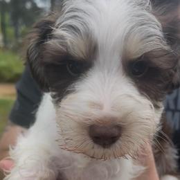 Charles - Parti male Miniature Schnauzer puppy in Brundidge, Alabama from Deez Pups Magnificent Schnauzers