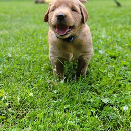 Golden Retriever Puppies from JK Goldens