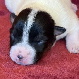 LF2 - Blue speckled female Australian Cattle Dog puppy in Libby, Montana from RnB Cattle Dogs LLC