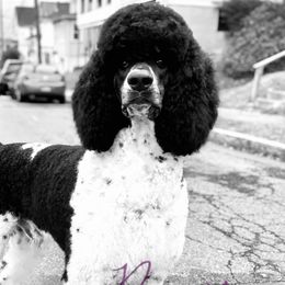 Poodles from Apricity Poodles