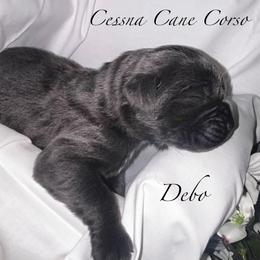 Cane Corso puppies from Exotic Yorkie Imports & Cessna Cane Corso