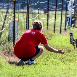 Italian Greyhounds from Serenata Italian Greyhounds