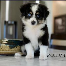 Boy 2 - Black tri male Toy Australian Shepherd puppy in Russellville, Arkansas from Rockin H Aussies