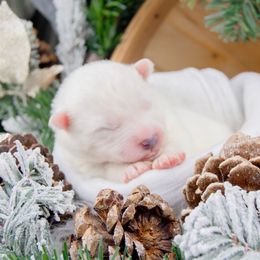 Rolo - White and biscuit male Samoyed puppy in West Jordan, Utah from Rocky Mountain Samoyeds