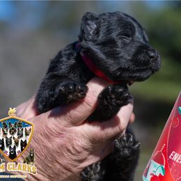 Cherry Slush - Black male German Shepherd puppy in Murrayville, Georgia from Vom Clark’s German Shepherds