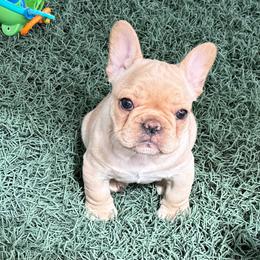 Three's Company, Chrissy Snow - Cream female French Bulldog puppy in Salem, Oregon from Toy House Frenchies