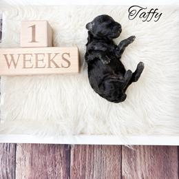 Taffy - Black male Poodle puppy in from Pink Poodles and Doodles