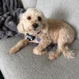 Goldendoodle puppies from Valley View Doodles