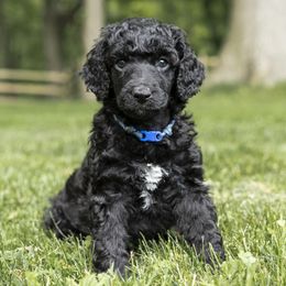 Poodle Puppies from Perigueux Poodles