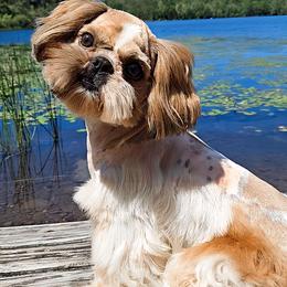 Gator - Shih Tzu