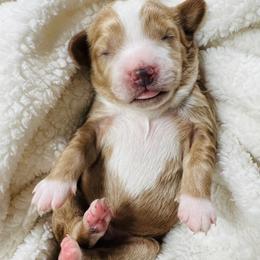 Max - Blenheim male Cavapoo puppy in Aiken, South Carolina from Cavapoos of the Carolinas