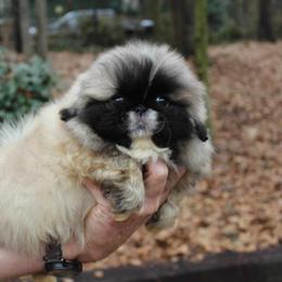 Mayli - Pekingese