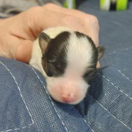 Boy 1 - White black and tan male Papillon puppy in Frostproof, Florida from Longwing Kennel