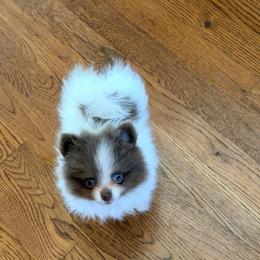 Daisy - Chocolate parti female Pomeranian puppy in Cropwell, Alabama from Poms On The Lake