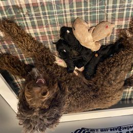 Labradoodle and Poodle Puppies from Tya’s Doodles