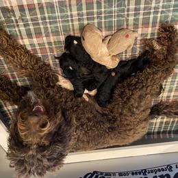 Labradoodle and Poodle Puppies from Tya’s Doodles