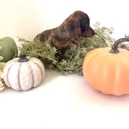 Dachshund Puppies from Breakfast Club Dachshunds