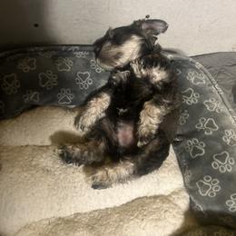 Miniature Schnauzer Puppies from Chantel's Miniature Schnauzers