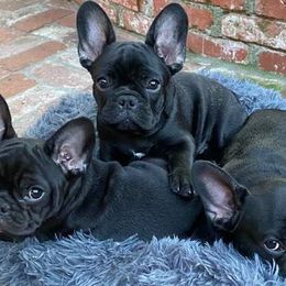French Bulldogs from Highwood Farms