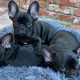 French Bulldogs from Highwood Farms