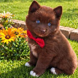 Pomskies from My Pomsky Palace