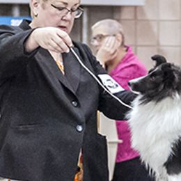 Shetland Sheepdogs from Honeyhill shelties