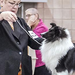 Shetland Sheepdogs from Honeyhill shelties