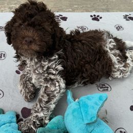 Lagotto Romagnolo Puppies from Anna’s Lagottos