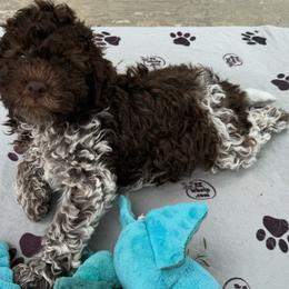 Lagotto Romagnolo Puppies from Anna’s Lagottos