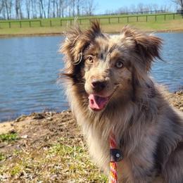 Supra - Miniature American Shepherd