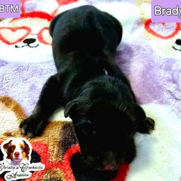 Brady - Black tri male Miniature Australian Shepherd puppy in Punta Gorda, Florida from Christie's Creekside Aussies