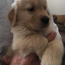 Black Russian Terrier and Golden Retriever Puppies from Russias Royalty/Goldhaven Kennel