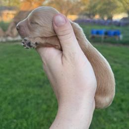 Mordecai - Cream male Dachshund puppy in Burleson, Texas from Sarah’s Dachshies