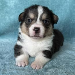 RAPHAEL(RAPH) - Black and tan male Pembroke Welsh Corgi puppy in Drain, Oregon from Sunnydale Corgis