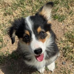 Taz fluffy (gold) - Black and tan male American Corgi puppy in East Oakdale, California from Rhettro Kennels