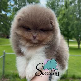 Grumpy- 4000.00 dollars - Lavender male Pomeranian puppy in Perry County, Ohio from Speechless Pom’s