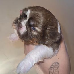 Girl 1 - Cream and white female Shih Tzu puppy in Azusa, California from RJ Shih Tzu lover