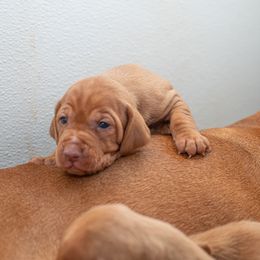 German Shorthaired Pointer and Vizsla Puppies from Nosam Kennels