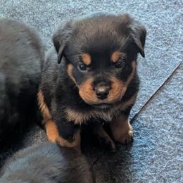 Boy 3 - Black and mahogany male Rottweiler puppy in Whitney, Texas from Prairie Valley Rottweilers
