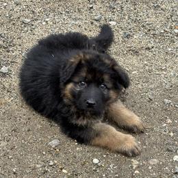 Teal Collar long hair coat male - Black and red male German Shepherd puppy in Galt, California from At Redwood Runs