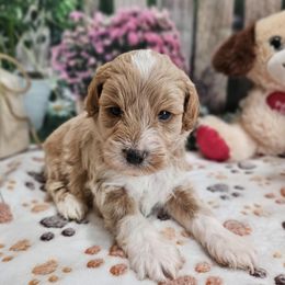 Billy - Cream male Cavapoo puppy in Lebanon, Missouri from Perkins Pups