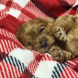 Lori - Red female Cavapoo puppy in New Holland, Ohio from Happy Tails