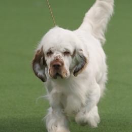 Clumber Spaniels from Pinkletink Clumbers