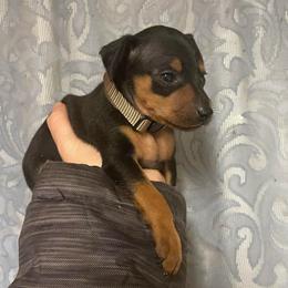 Rocky - Black and tan male Miniature Pinscher puppy in Lancaster, Missouri from White Stone Ranch