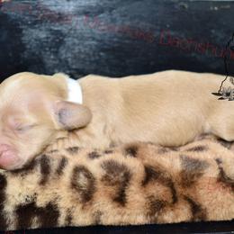 Dark cream - Cream female Dachshund puppy in Seminary, Mississippi from Down South Mavericks Dachshunds
