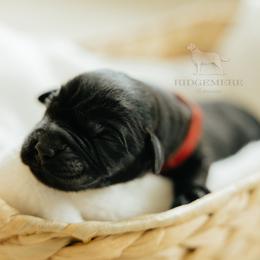 Red Boy - Black male Labrador Retriever puppy in Southington, Ohio from Ridgemere Retrievers
