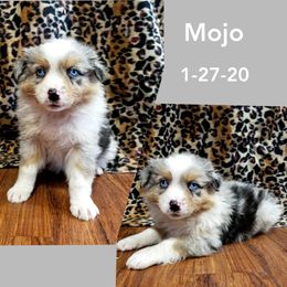 Australian Shepherd and Miniature Australian Shepherd Puppies from J&B Farms