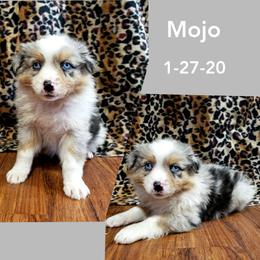 Australian Shepherd and Miniature Australian Shepherd Puppies from J&B Farms